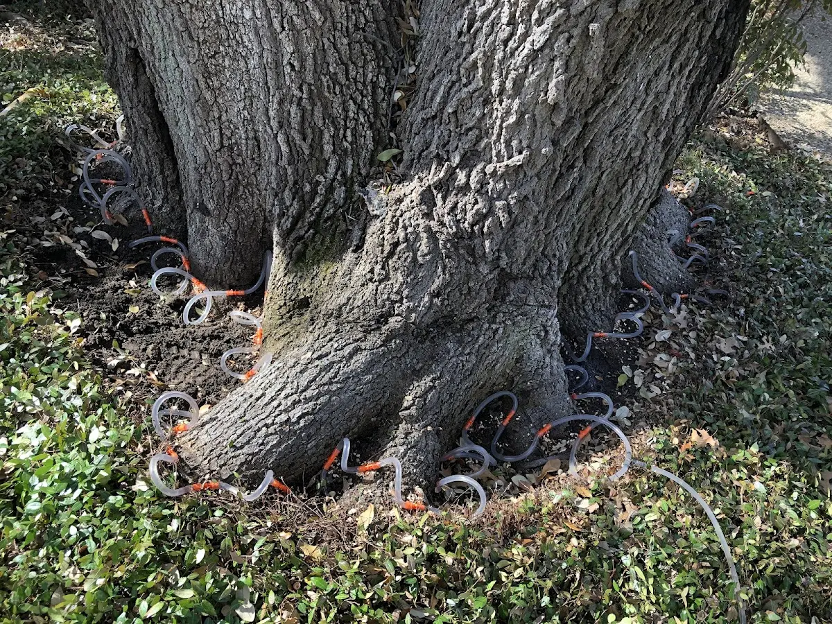 Detailed Tree Cabling and Bracing job site in Augusta Springs