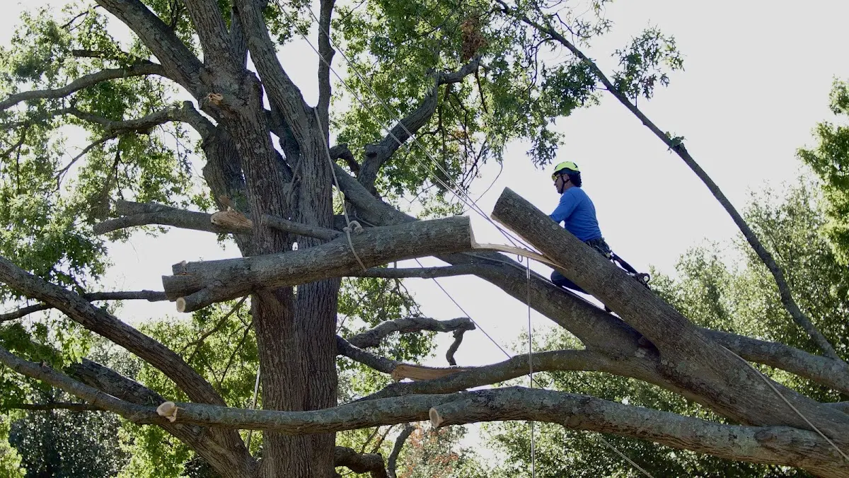 Professional Crown Thinning performed by certified arborists in Augusta Springs