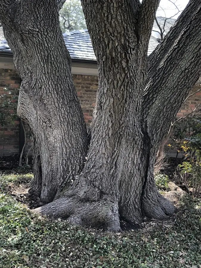 Mature heritage tree close to a Augusta Springs property cared for by certified arborists
